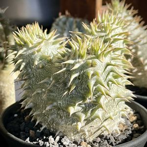 パキポディウム・グラキリス,パキポディウム・デンシフローラム,パキポディウム・エブレネウム,多肉植物,神奈川タニラーの画像