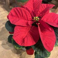 ポインセチア,モンステラ,ポインセチア　クリスマスマウス,あきらめないで‼️,武器ではなく花をの画像