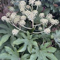 ヤツデ,花のある暮らし,遊歩道,お写ん歩,平和を願う☆の画像