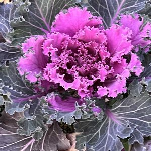 ハボタン,ど根性ハボタン,鉢植え,ネコ好き,こぼれ種の画像