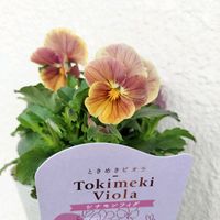 ビオラ,ときめきビオラ,ベランダガーデン,花のある暮らし,ビオラの季節の画像