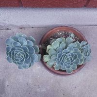 七福神,多肉植物,iPhone撮影,小さな庭の画像