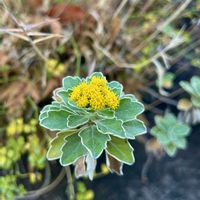 イソギク,イソギク,ハナイソギク,寄せ植え,山野草の画像