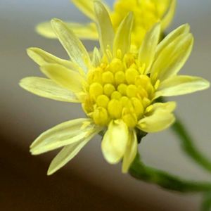ソリダスター。,祈る震災復興,切り花,花のある暮らし,緑のある暮らしの画像