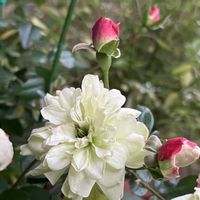 ハイビスカス,ミニバラ・グリーンアイス,災害復旧の祈り,能登応援,ベランダの画像