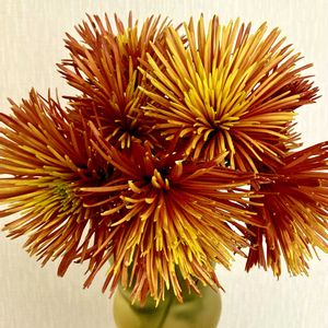 キク,ポットマム,チスパ,切り花,挿し芽の画像