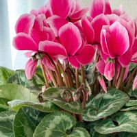 シクラメン,シクラメン,ガーデンシクラメン,ピンクの花,元気もらえるの画像