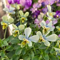 すみれ図鑑,花のある暮らし,グリーンファーム,花友さんに感謝♡,ビオラ・パンジー祭り♪の画像