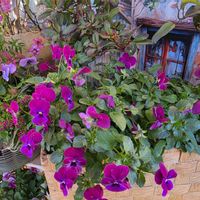 花のある暮らし,花咲く乙女たち♡,植物色の毎日♡,ベランダの画像