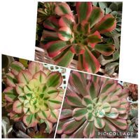 寄せ植え,多肉植物,葉挿し,リメ缶,多肉寄せ植えの画像