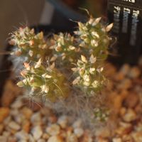 ハオルチア,多肉植物,観葉植物,塊根植物,サボテン科の画像