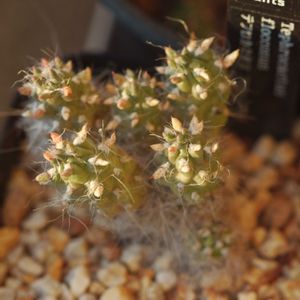 ハオルチア,多肉植物,観葉植物,塊根植物,サボテン科の画像