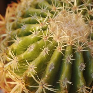 ハオルチア,多肉植物,観葉植物,塊根植物,サボテン科の画像