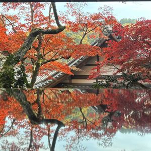 モミジ,モミジ,紅葉,紅葉,お出かけ先にての画像