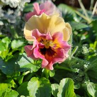 パンジー・ビオラ,ビオラ,植物のある暮らし,フリル咲き,ビオラ・パンジーの画像