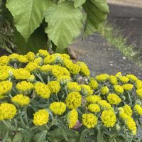 イソギク,ガイラルディア,ホソバウンラン,ディエテス・ビコロル,キチョウジの画像