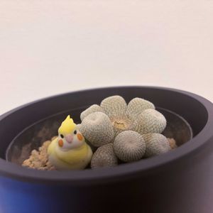 サボテン,サボテン,月世界の画像