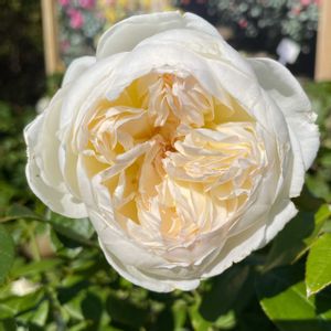 花壇,お出かけ先で,家庭菜園の画像