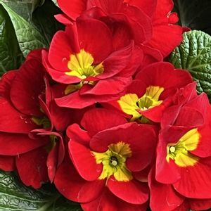 南天,南天,ジュリアン,ジュリアン,ジュリアンの画像