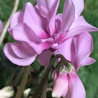 シクラメン,シクラメン,ミニシクラメン,ピンク,癒しの画像