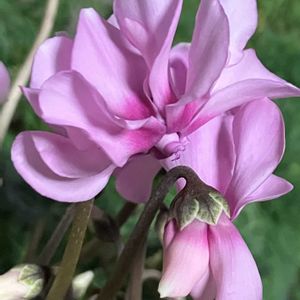 シクラメン,シクラメン,ミニシクラメン,ピンク,癒しの画像