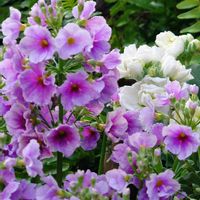 花のある暮らし,小さな庭の画像