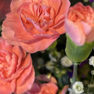 カーネーション,感謝,iPhone撮影,ホッコリ,お出かけ先にての画像