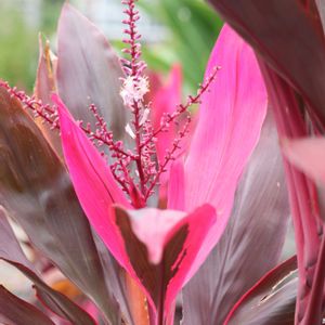 コルジリネ レッドスター,コルジリネ レッドスター,コルジリネ レッドスター,コルジリネ レッドスター,コルジリネ レッドスターの画像