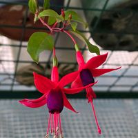 フクシア,感謝,花のある暮らし,いつまでも,き　れ　い❤の画像