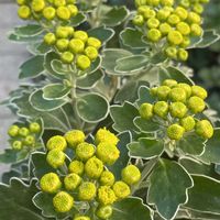 イソギク,イソギク,青鎖竜,青鎖竜,フッキソウの画像