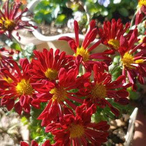 カシワバアジサイ,カシワバアジサイ,キク,キク,ビオラの画像