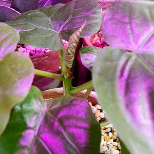 フィカス　ウンベラータ,観葉植物,ガーデニング,ボタニカルライフ,お庭の植物の画像