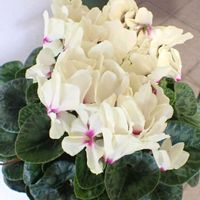 シクラメン,シクラメン,七北田公園・都市緑化ホール 温室 鉢植えの画像