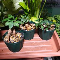 ガジュマル,観葉植物,ガーデニング,ボタニカルライフ,お庭の植物の画像