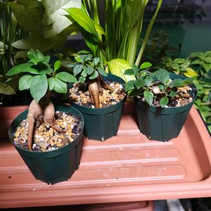 ガジュマル,観葉植物,ガーデニング,ボタニカルライフ,お庭の植物の画像