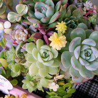 セダム,多肉植物,観葉植物,塊根植物,寄植えの画像