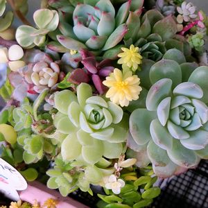 セダム,多肉植物,観葉植物,塊根植物,寄植えの画像