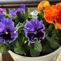 パンジー,いつもありがとう♡,ビオラ・パンジー,花日記,火曜ベンチの画像