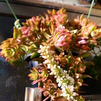 火祭り,火祭り,花のある暮らし,我が家の多肉,我が家のお花達❣️の画像