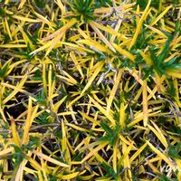 地植え,玄関アプローチの画像