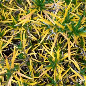 地植え,玄関アプローチの画像