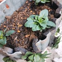 ビオラ,ビオラ・ビビ・ヘブンリーブルー,ビオラ乙女心,ガーデニング,ネコ好きの画像