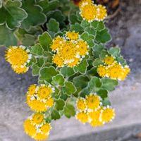 イソギク,まだまだ初心者,花のある暮らし,緑のある暮らし,遊歩道の画像