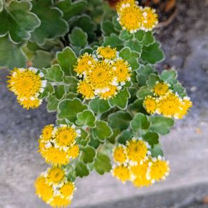イソギク,まだまだ初心者,花のある暮らし,緑のある暮らし,遊歩道の画像
