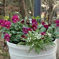 アリッサム,パンジー,ガーデンシクラメン,ガーデンシクラメン,アリストロメリアの画像