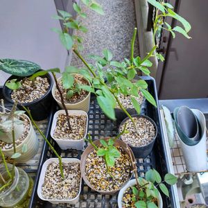 ガーデニング,挿し木,秋バラ,バラ・ミニバラ,薔薇挿し木の画像