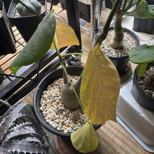 ボンバックス,ボンバックス エリプチカム,塊根植物,コーデックス,季節の移ろいの画像