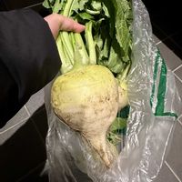 カブ,おはようございます,家庭菜園の画像