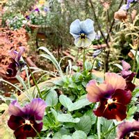 パンジー・ビオラ,メゾンドビオラ,メゾンドビオラ,12月の庭,毎月16日は色の日の画像