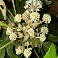 ガーデニング,裏庭,シェードガーデン,冬の庭の画像